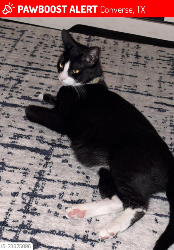 Lost Male Cat last seen Waterford park apmts, Converse, TX 78109