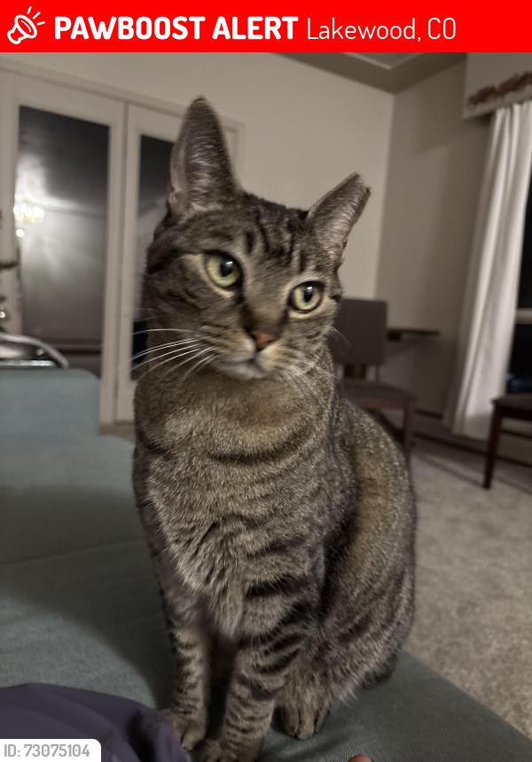 Lost Male Cat last seen Near s Cole drive, Lakewood, CO 80228