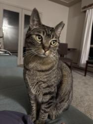 Lost Male Cat last seen Near s Cole drive, Lakewood, CO 80228