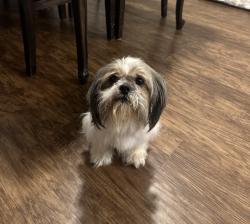 Reunited Unknown Dog last seen Newton Road and Neck Road, Ferris, Texas, Ellis County, TX 75125