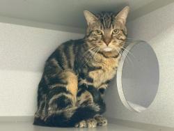 Shelter Stray Male Cat last seen Police do not have proper information., NEW YORK, NY, 10029, 326 E 110th St, New York, NY 10029, USA
