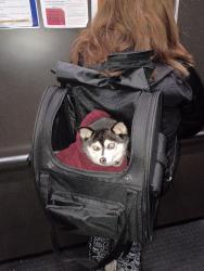Reunited Female Dog last seen 11th and SW Taylor in downtown Portland, Oregon., Portland, OR 97207
