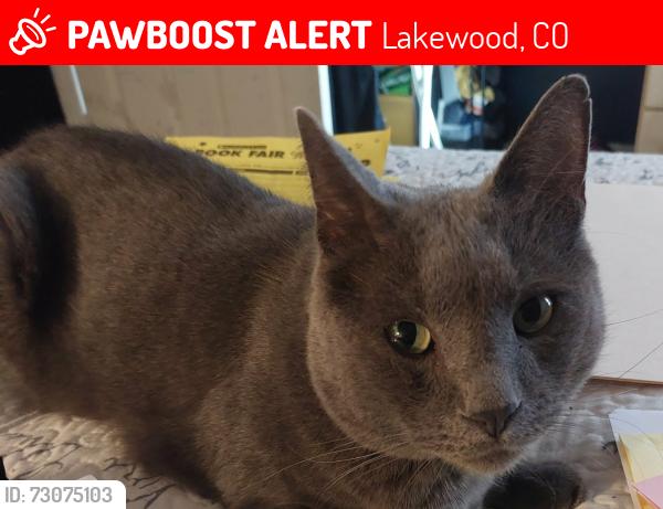 Lost Male Cat last seen Dartmouth and Kipling , Lakewood, CO 80228