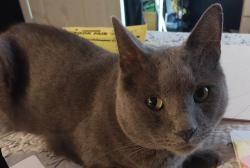 Lost Male Cat last seen Dartmouth and Kipling , Lakewood, CO 80228