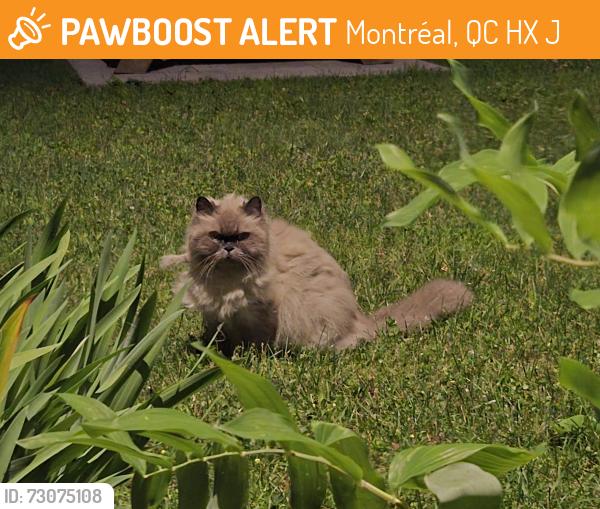 Found/Stray Unknown Cat last seen Near place joseph n drapeau, Montréal, QC H1X 3J1