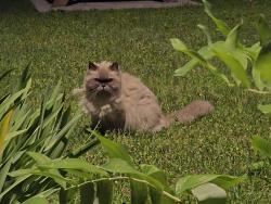 Found/Stray Unknown Cat last seen Near place joseph n drapeau, Montréal, QC H1X 3J1