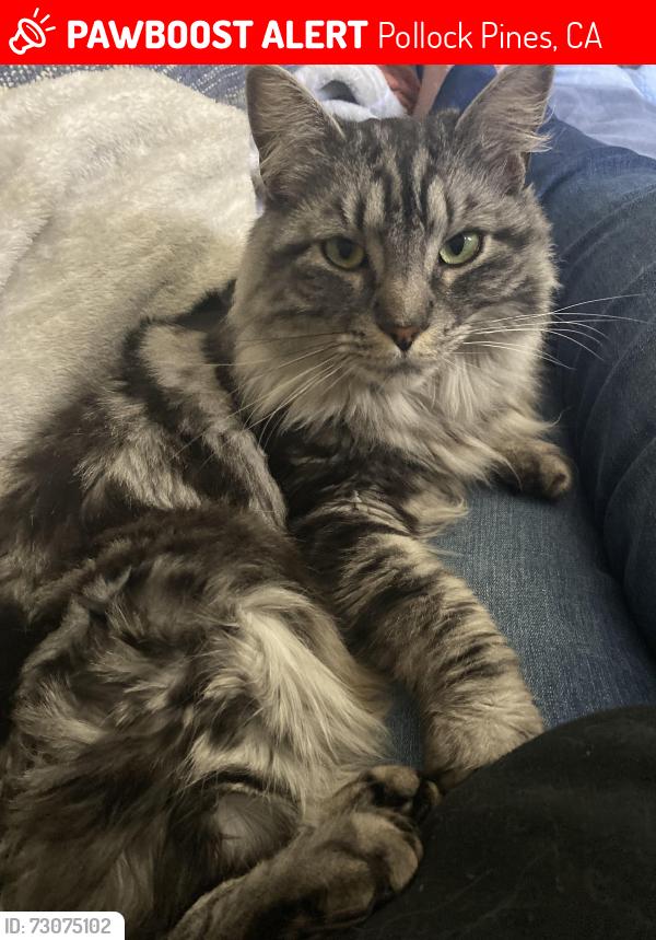 Lost Female Cat last seen Gold ridge in Pollock Pines, Pollock Pines, CA 95726
