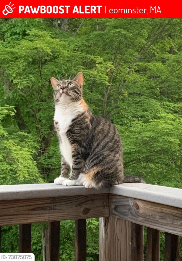 Lost Female Cat last seen Splash Car Wash, Willard St, Weathervane Dr (neighboring streets as well), Leominster, MA 01453