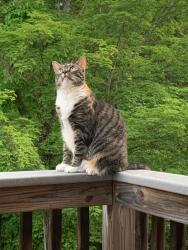 Lost Female Cat last seen Splash Car Wash, Willard St, Weathervane Dr (neighboring streets as well), Leominster, MA 01453