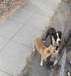 Found/Stray Male Dog last seen L and 7th street, Colton, CA 92324