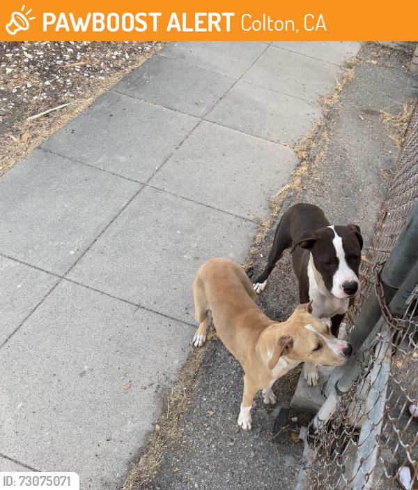 Found/Stray Male Dog last seen L and 7th street, Colton, CA 92324