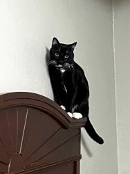 Lost Male Cat last seen Democrat Rd., Memphis, TN 38132