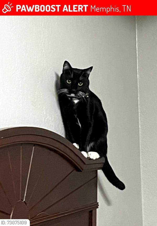Lost Male Cat last seen Democrat Rd., Memphis, TN 38132