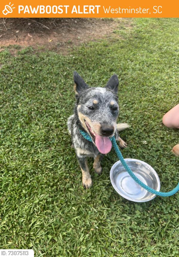 Found/Stray Unknown Dog last seen Hwy 11 and Old Seneca Rd, Westminster, SC 29693