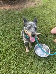 Found/Stray Unknown Dog last seen Hwy 11 and Old Seneca Rd, Westminster, SC 29693