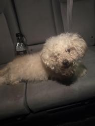 Found/Stray Unknown Dog last seen parkway, Fort Hunt, VA 22308