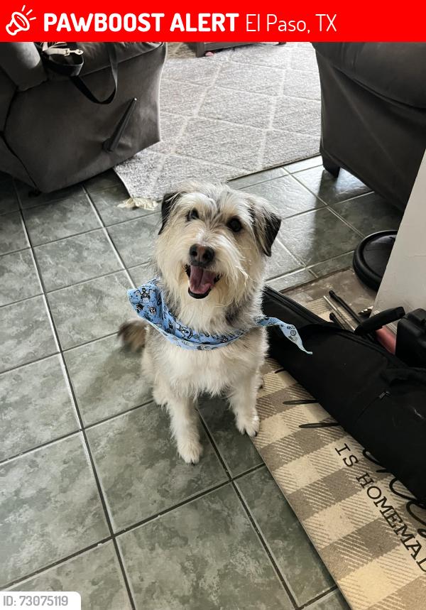 Lost Male Dog last seen Whataburger, Dollar General, El Paso, TX 79932