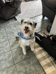 Lost Male Dog last seen Whataburger, Dollar General, El Paso, TX 79932