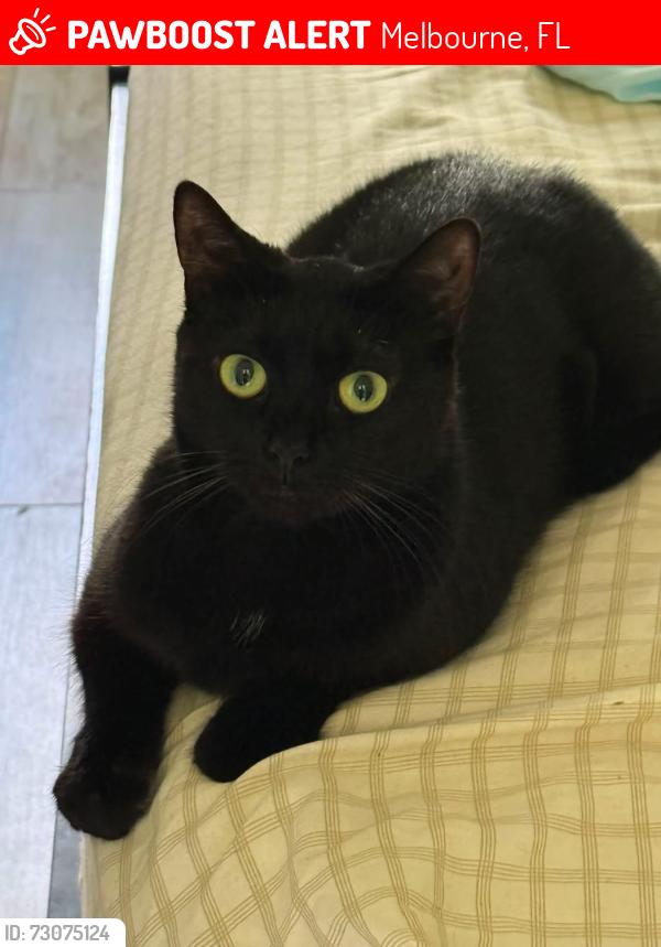 Lost Female Cat last seen Near collinwood dr, Melbourne, FL 32901