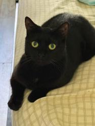 Lost Female Cat last seen Near collinwood dr, Melbourne, FL 32901