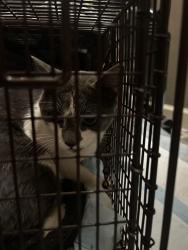 Found/Stray Unknown Cat last seen Higley and McKellips, Mesa, AZ 85205