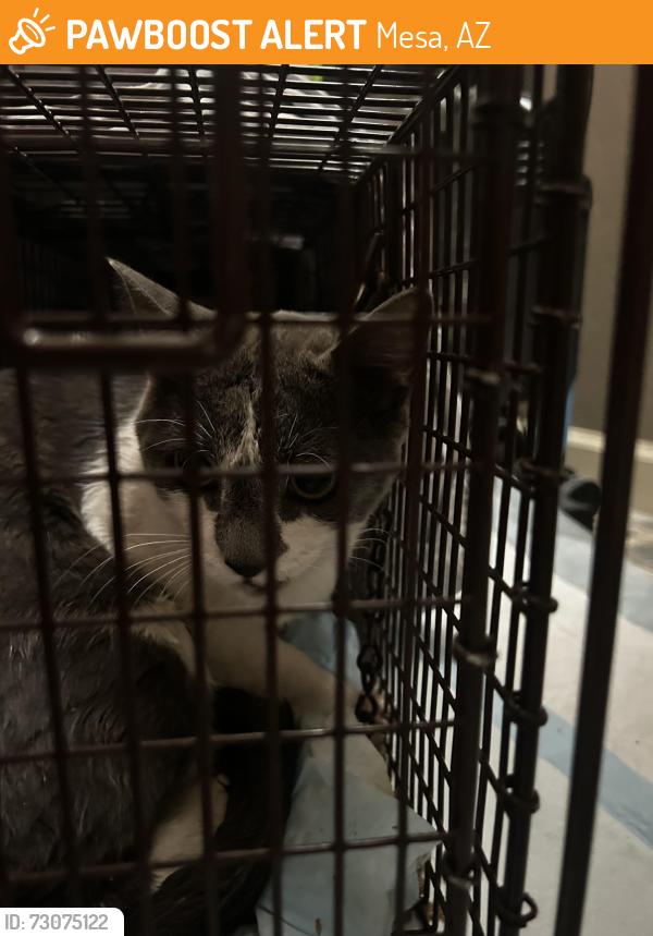 Found/Stray Unknown Cat last seen Higley and McKellips, Mesa, AZ 85205