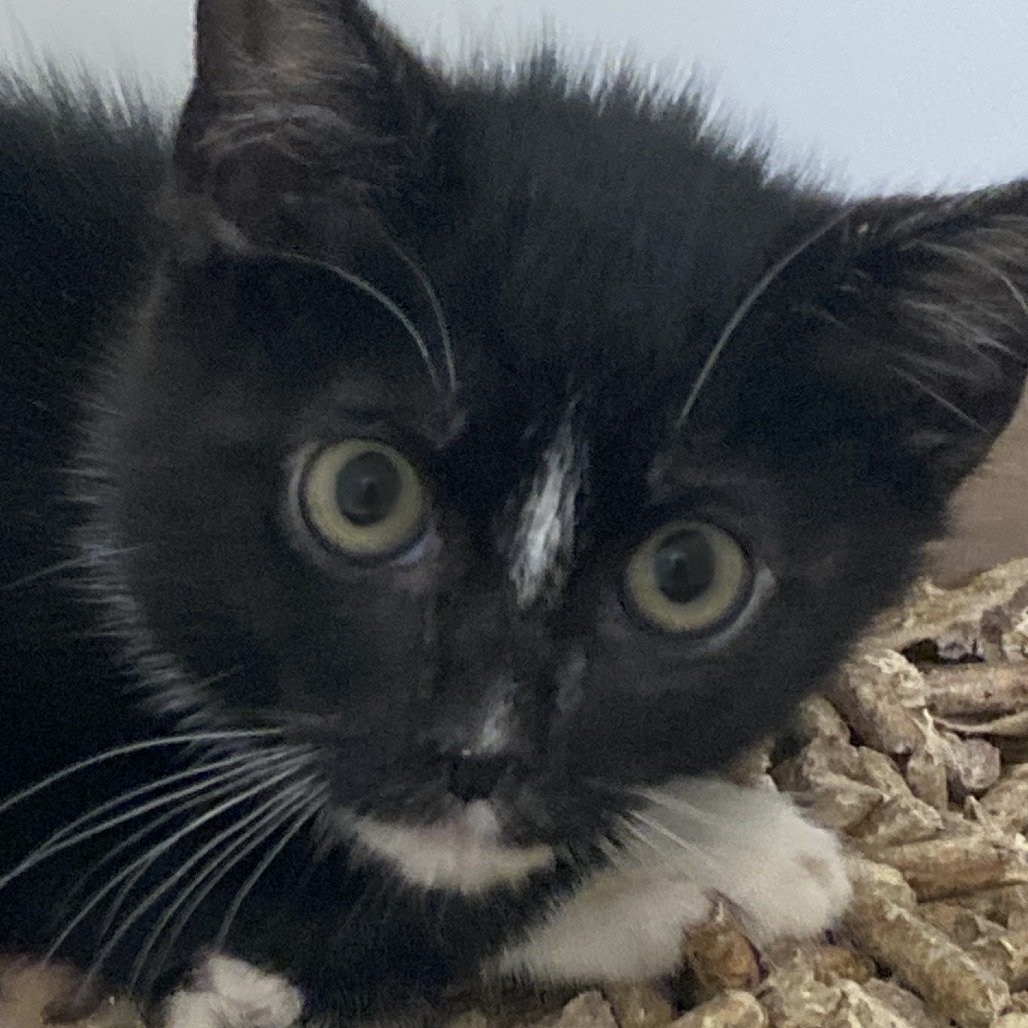 Shelter Stray Male Cat last seen , Animal Care & Control Team of Philly, 111 W Hunting Park Ave, Philadelphia, PA 19140, USA