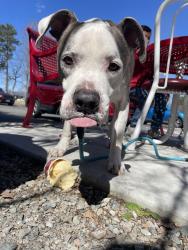 Reunited Male Dog last seen Near jalee dr, Richmond, VA 23234