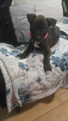 Lost Female Dog last seen division and orange street, Arlington, TX 76012