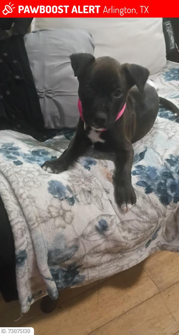 Lost Female Dog last seen division and orange street, Arlington, TX 76012