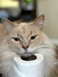 Lost Male Cat last seen Pelican coral, San Antonio, TX 78244