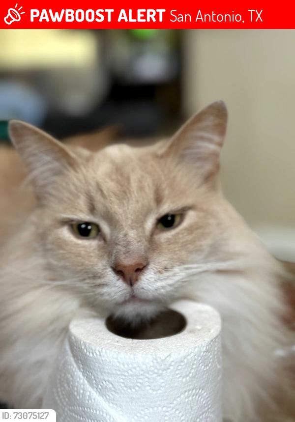 Lost Male Cat last seen Pelican coral, San Antonio, TX 78244