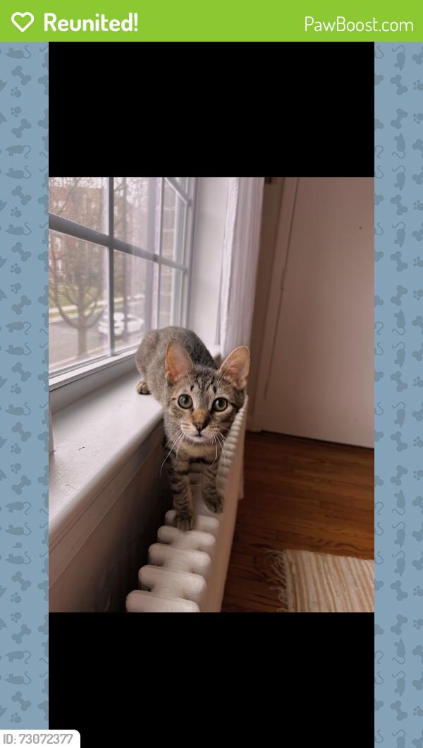 Reunited Male Cat last seen Marlowe apmts, Arlington, VA 22202
