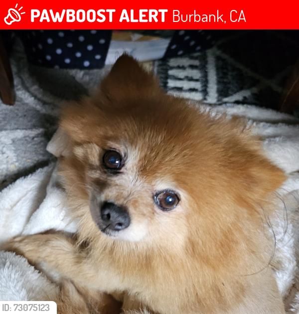 Lost Female Dog last seen Empire @ Lincoln, Burbank, CA 91504