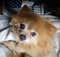 Lost Female Dog last seen Empire @ Lincoln, Burbank, CA 91504