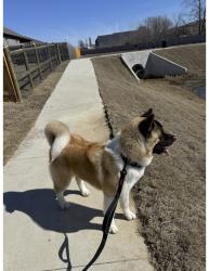 Reunited Male Dog last seen 257th s and e 86th, Broken Arrow, OK 74012