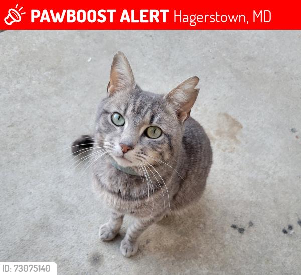 Lost Male Cat last seen Locust point Market, Hagerstown, MD 21740