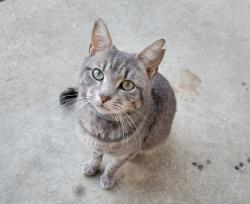 Lost Male Cat last seen Locust point Market, Hagerstown, MD 21740