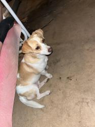 Found/Stray Male Dog last seen 61st Blackwelder Ave, Oklahoma City, OK 73159