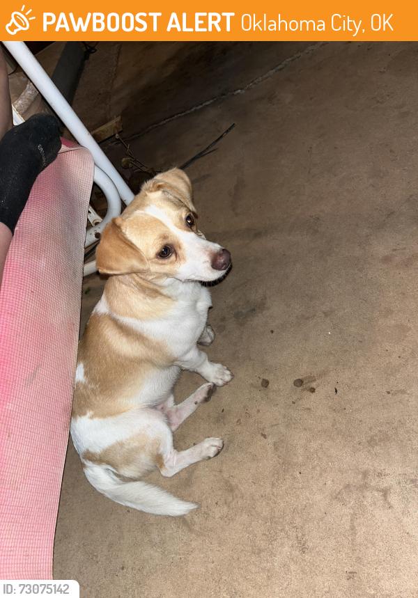 Found/Stray Male Dog last seen 61st Blackwelder Ave, Oklahoma City, OK 73159