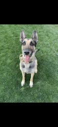 Lost Male Dog last seen Bagdouma park, Coachella, CA 92236