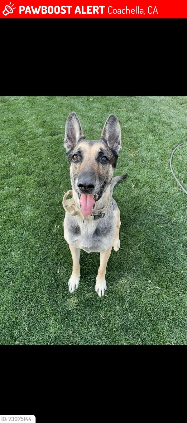 Lost Male Dog last seen Bagdouma park, Coachella, CA 92236
