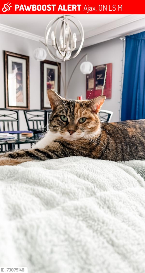 Lost Female Cat last seen Harwood Ave and Emperor Street, Ajax, ON L1S 1M7
