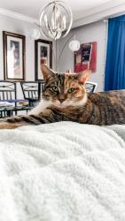 Lost Female Cat last seen Harwood Ave and Emperor Street, Ajax, ON L1S 1M7