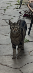 Lost Male Cat last seen Magnolia, Fountain Valley, CA 92708