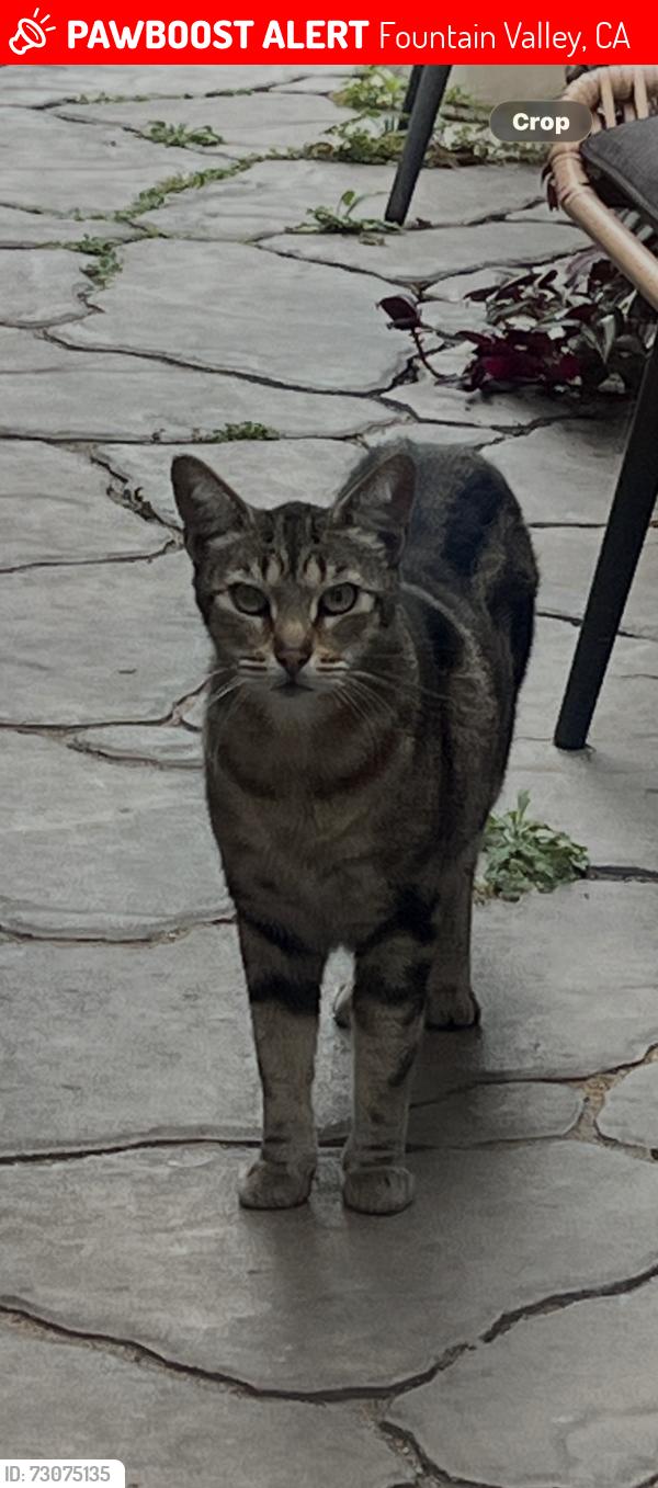 Lost Male Cat last seen Magnolia, Fountain Valley, CA 92708