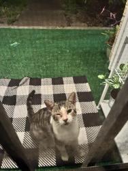 Found/Stray Male Cat last seen Sharpcrest St and Barberton Dr, Houston, TX 77036