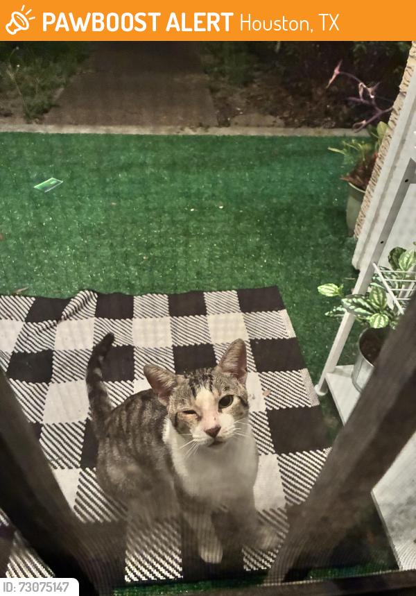 Found/Stray Male Cat last seen Sharpcrest St and Barberton Dr, Houston, TX 77036