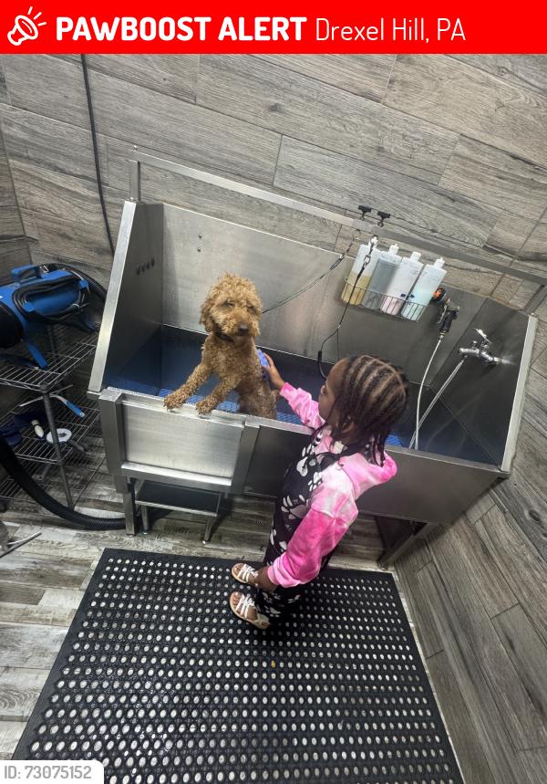 Lost Male Dog last seen Burmont Road, Drexel Hill, PA 19026