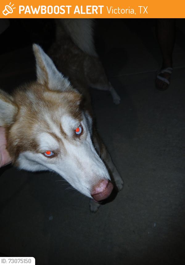 Found/Stray Male Dog last seen Sam Houston, Victoria, TX 77901